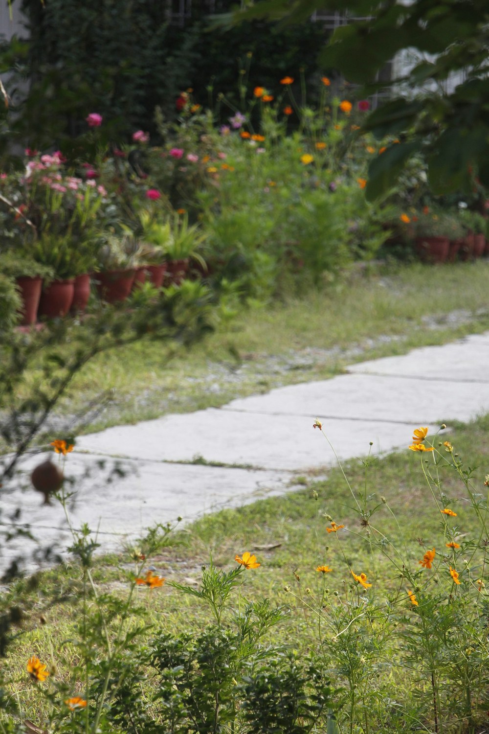 Poured concrete garden path running between planted beds and lawn
