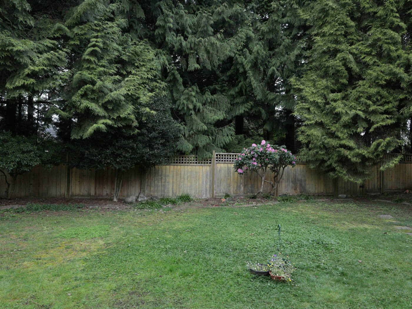 A wood privacy fence with a lattice top enclosing a lawn, with tall evergreens standing behind it