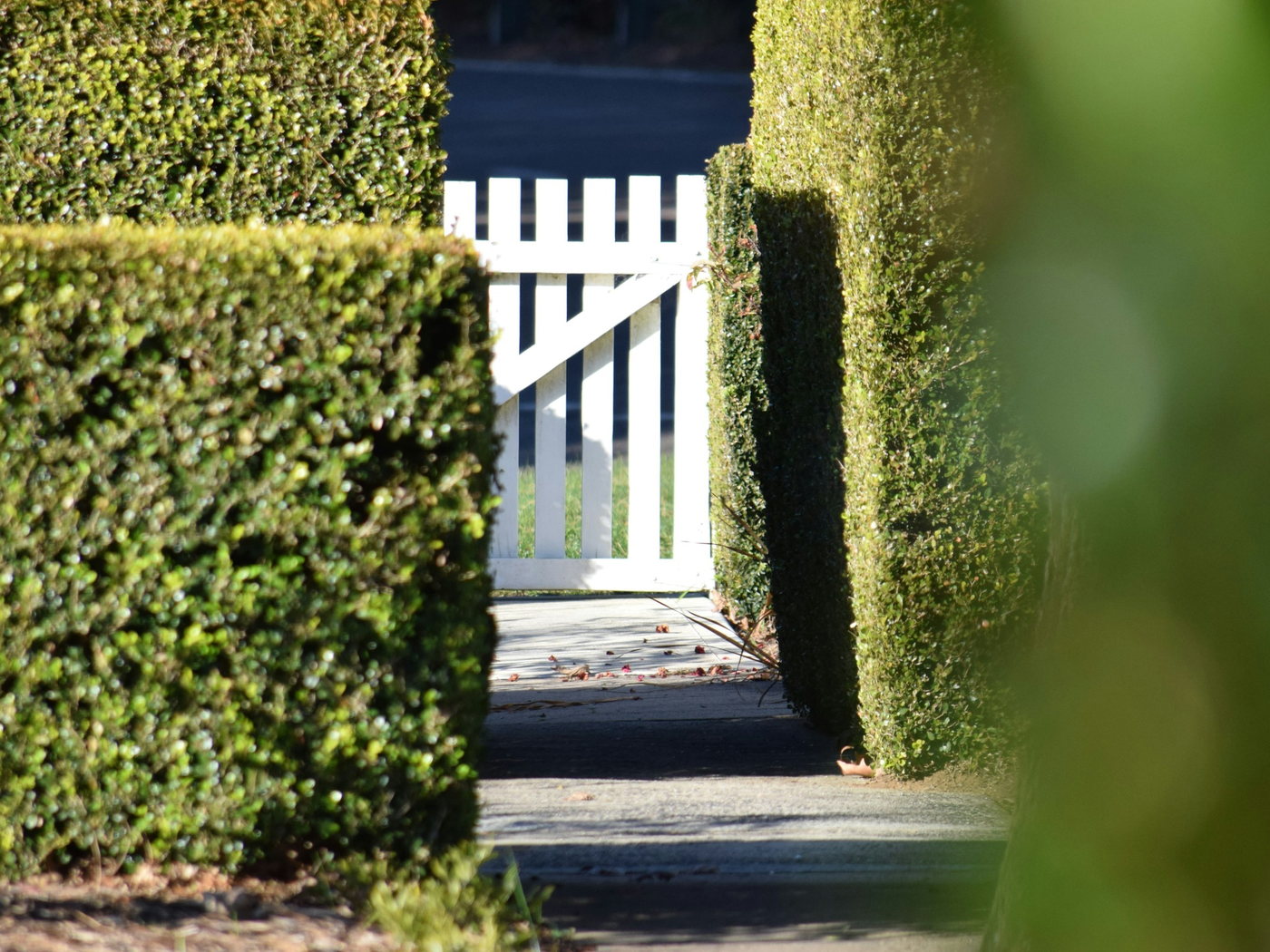 A white picket walk gate with a diagonal brace, framed between two clipped hedges on a sunny path