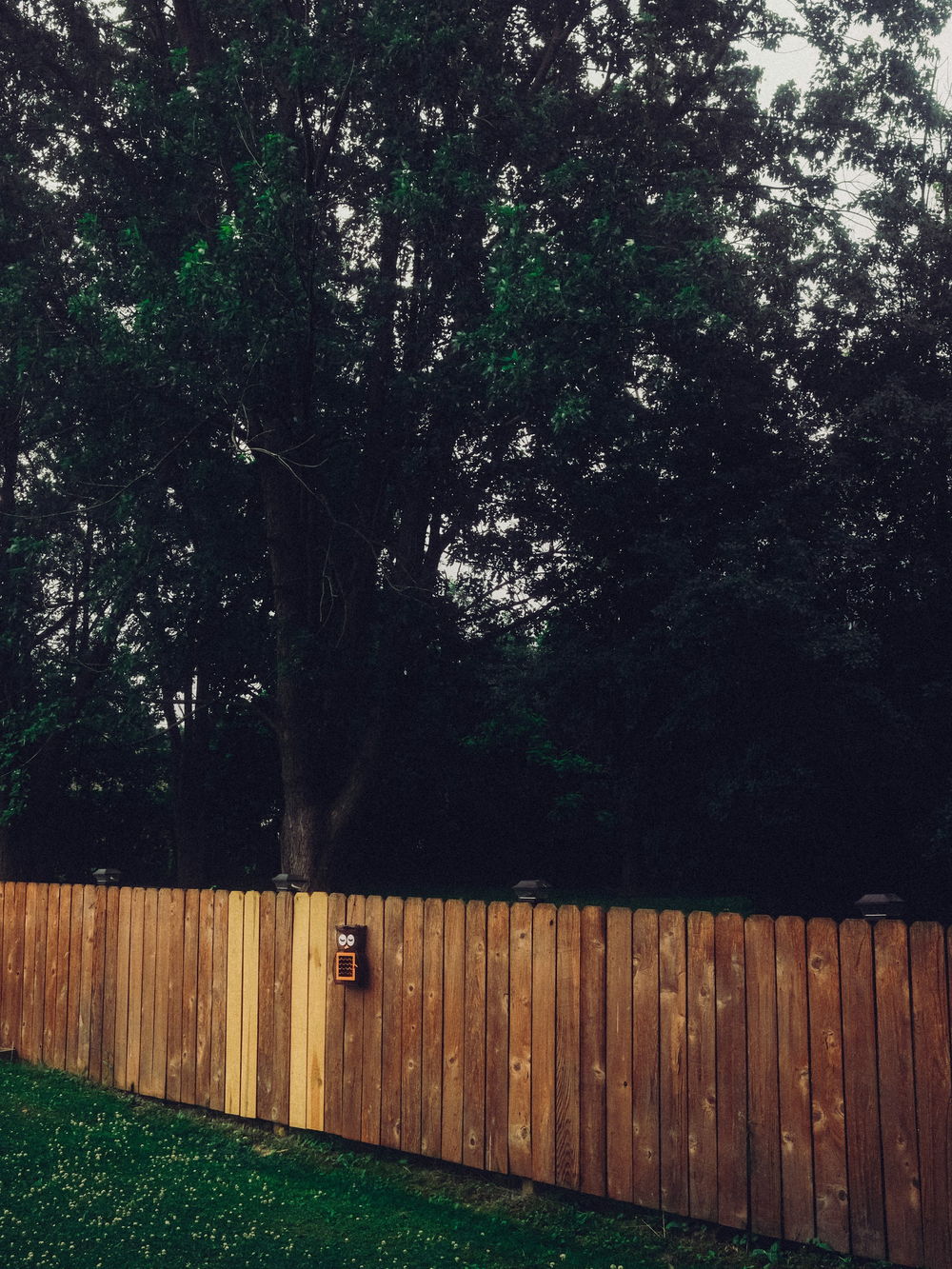 A cedar dog-ear privacy fence with solar post caps, lit warm against dark trees at dusk
