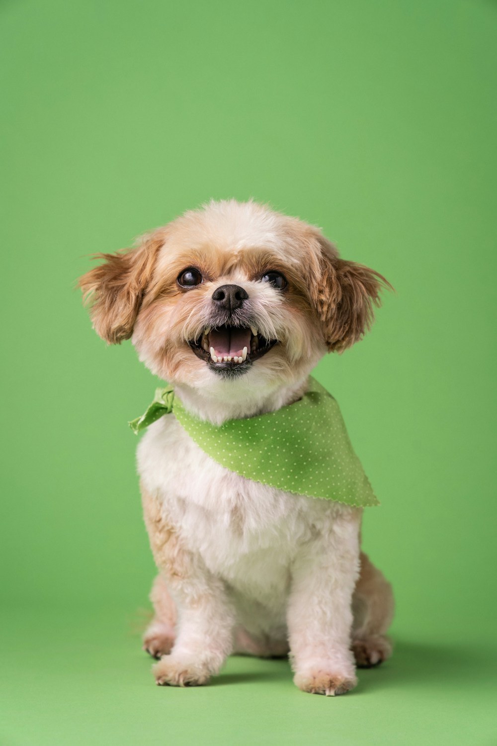 Freshly groomed, happy dog looking healthy and content