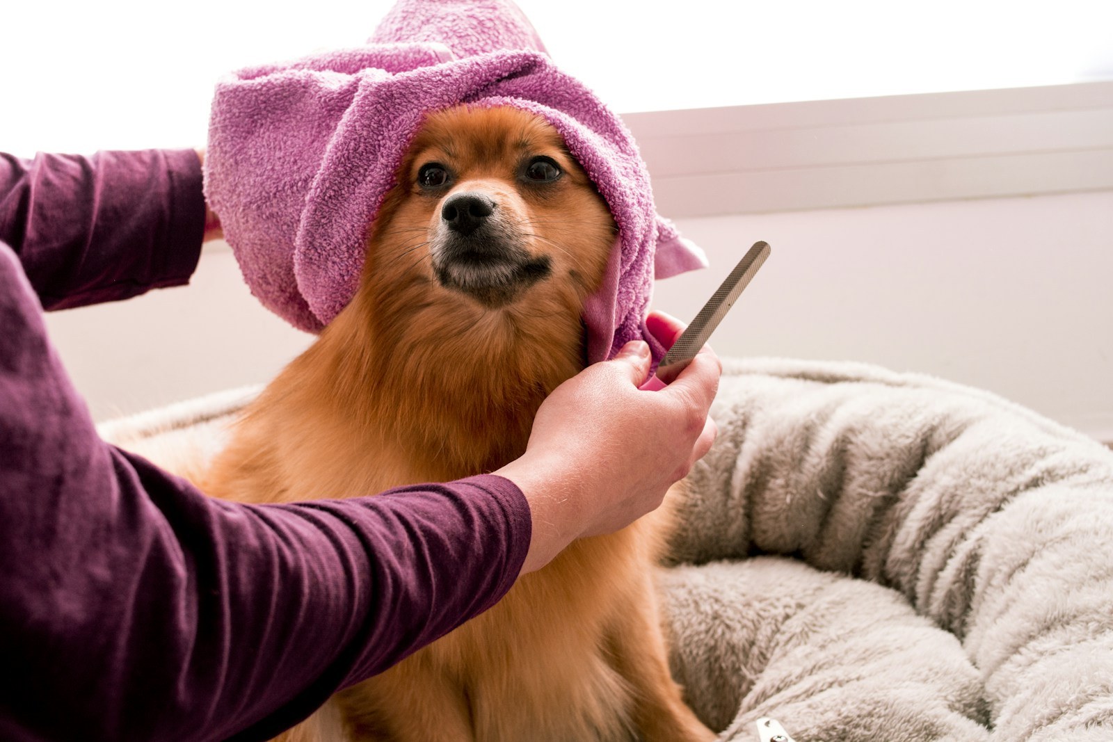 Small fluffy dog being pampered at a grooming salon, wrapped in a soft towel