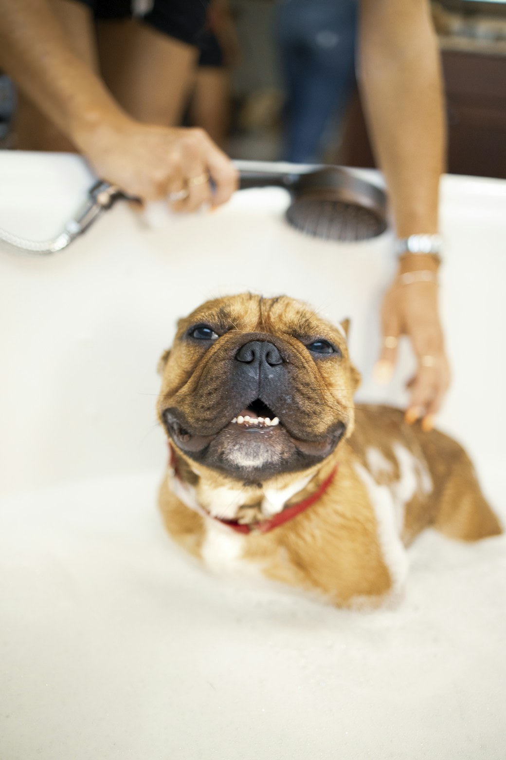 Happy dog getting a warm, sudsy bath