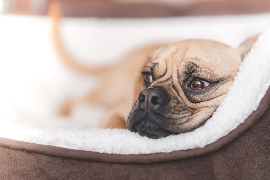 Content dog resting comfortably during a boarding stay