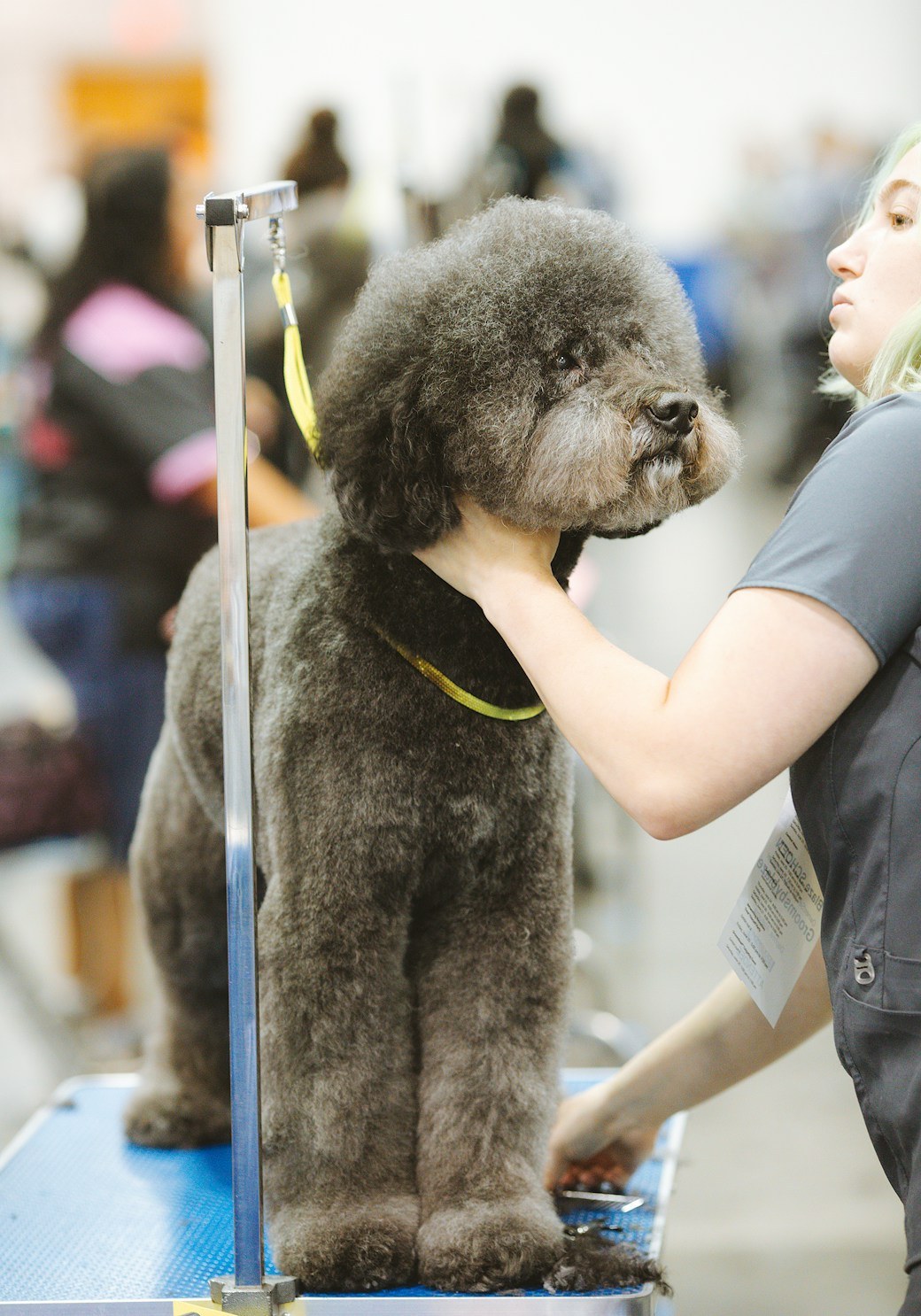 Professional groomer scissoring a fluffy poodle on a grooming stand