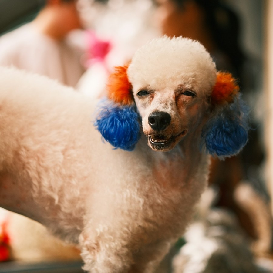 Cream poodle with blue and orange dyed ear puffs standing after a creative groom