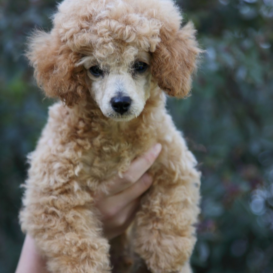 Apricot toy poodle puppy held up after a fresh trim