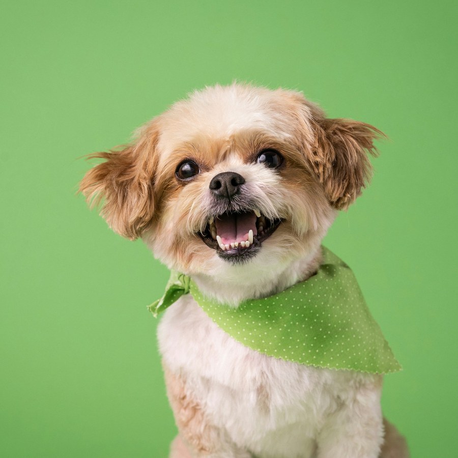 Small tan and white dog in a green bandana smiling against a green backdrop