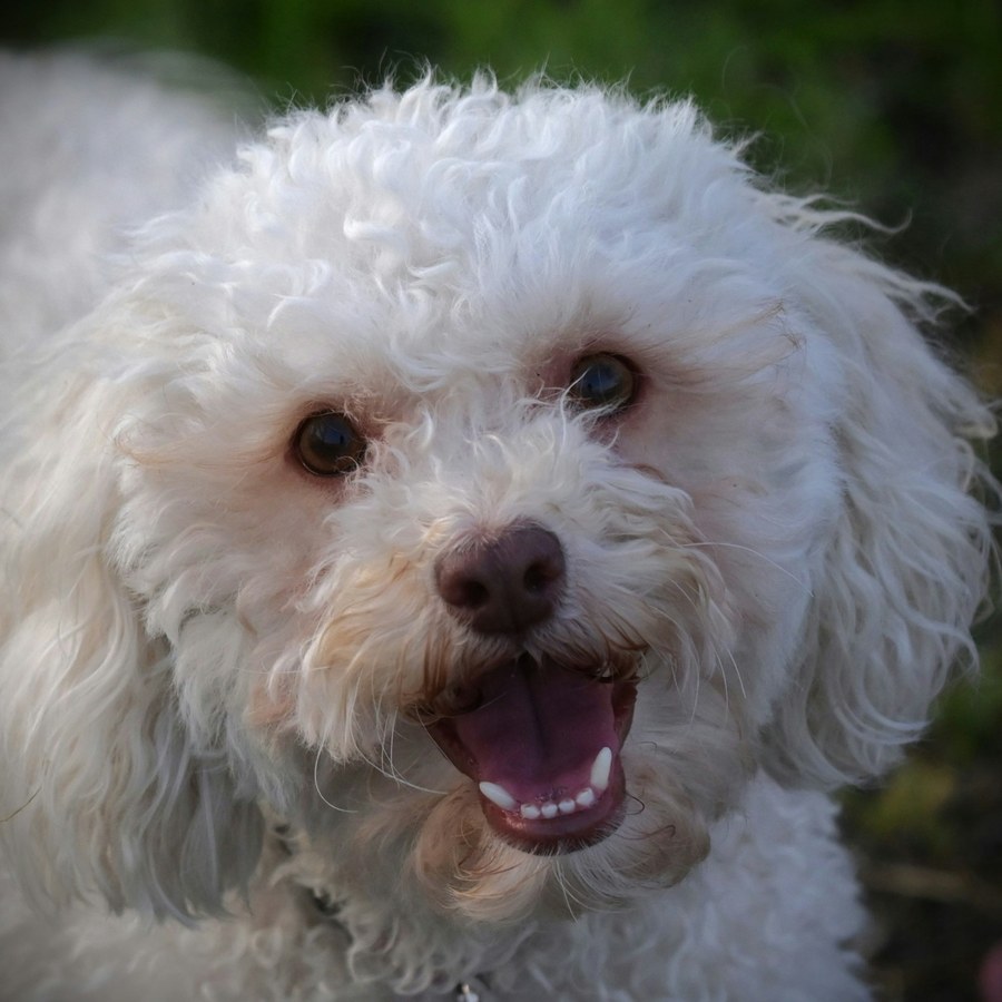 Fluffy white bichon frise smiling with a freshly brushed coat
