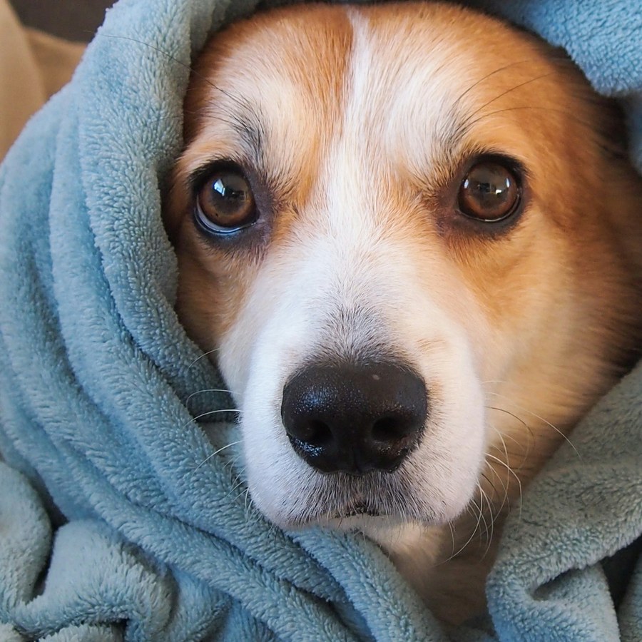 Tan and white dog bundled in a soft blue towel after a bath