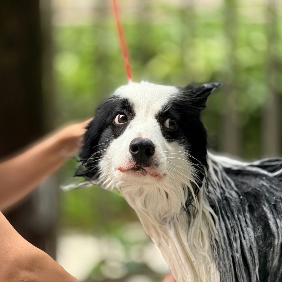 Border collie being lathered and rinsed during a bath