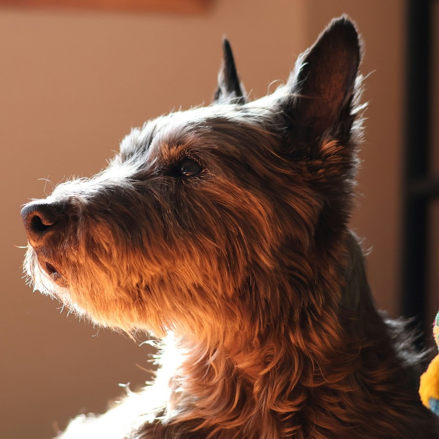 Shaggy brown terrier in profile with its coat lit by warm afternoon light