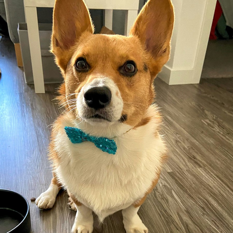 Corgi sitting indoors wearing a teal sequin bow tie after a tidy-up