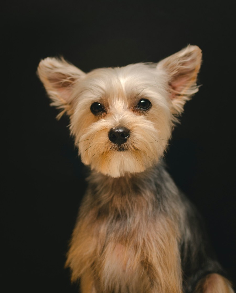 Yorkshire terrier with a neatly trimmed face and ears, photographed against a dark studio backdrop