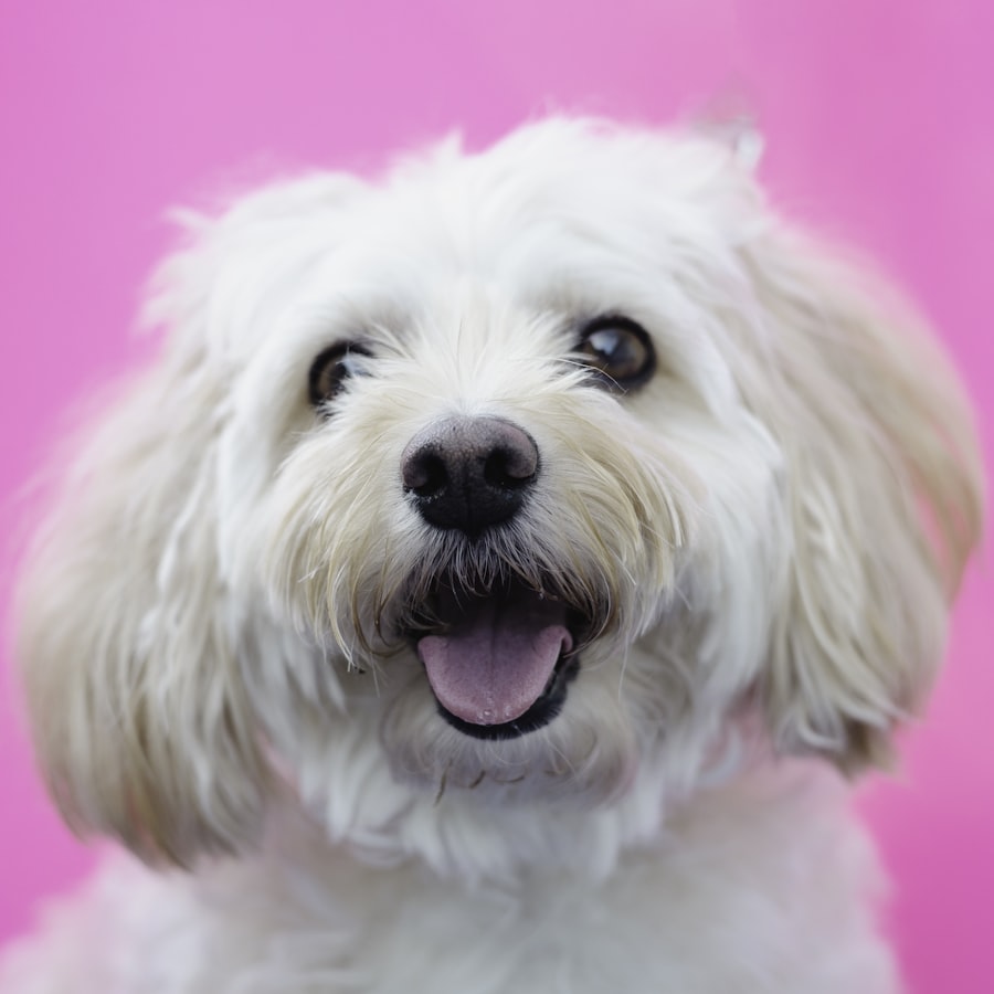 A freshly groomed white dog smiling against a bright pink backdrop