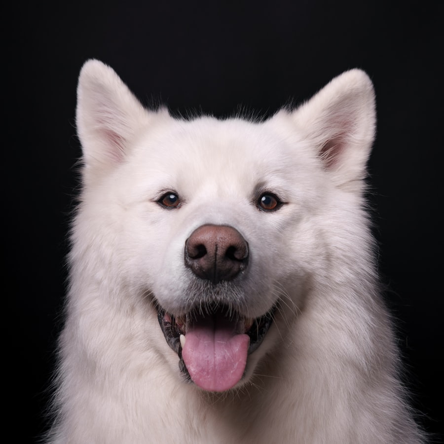 A fluffy white spitz-type dog with a brushed-out coat, smiling against a dark backdrop