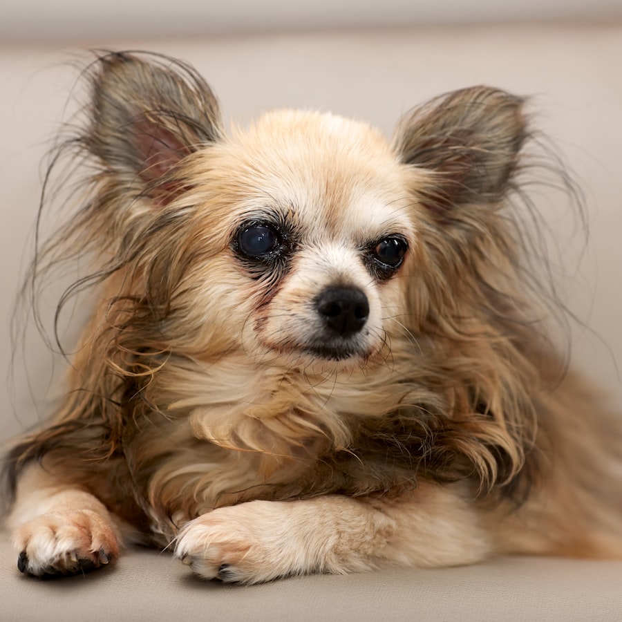 A long-haired cream chihuahua with a silky, freshly brushed coat resting comfortably