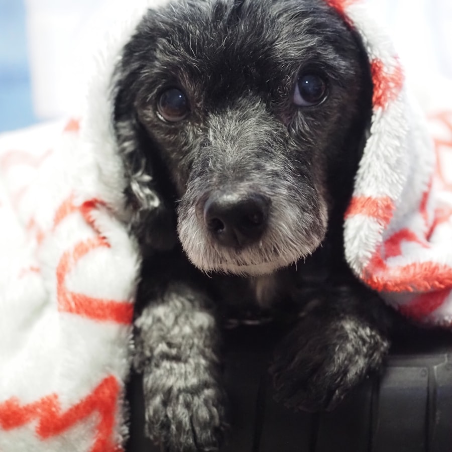 A black curly-coated pup wrapped in a soft towel after a warm bath