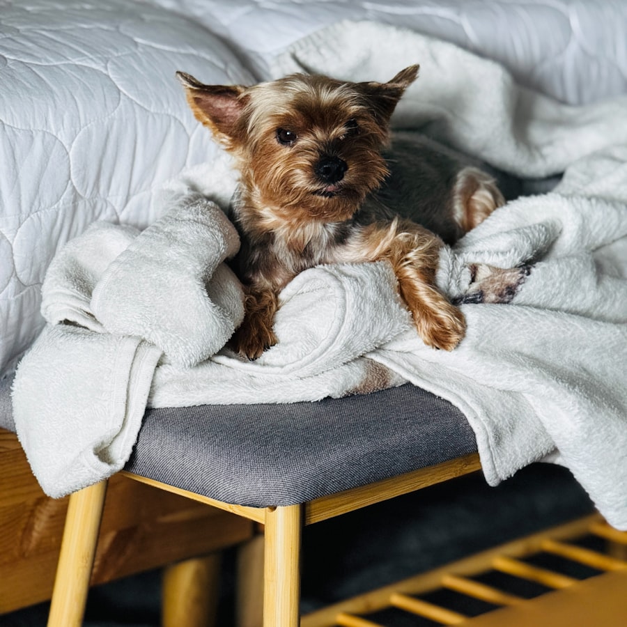 A small terrier resting on fresh white towels after a groom