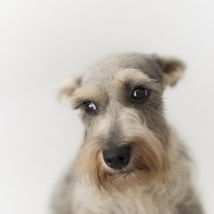 A schnauzer with a neatly trimmed beard and eyebrows against a clean white background