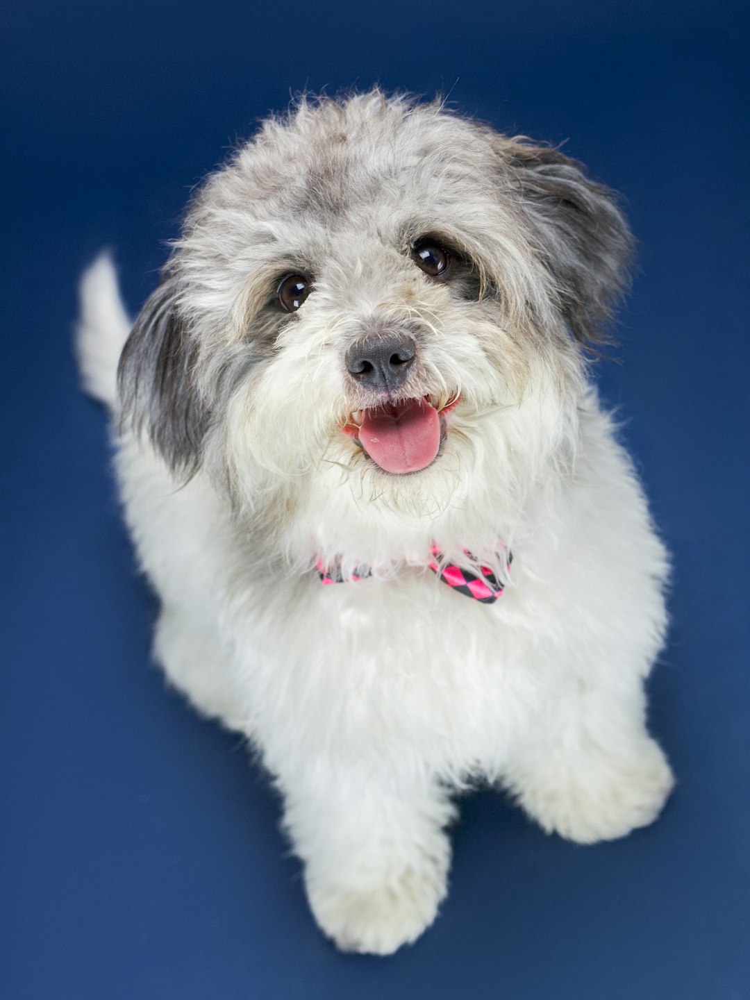 A freshly groomed white and grey terrier mix in a bow collar, sitting happily against a deep blue studio backdrop