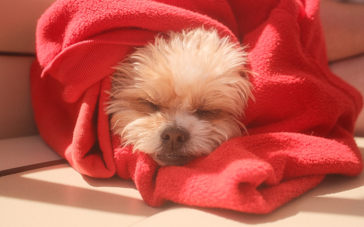 A small freshly bathed dog bundled in a warm towel, dozing after a groom